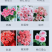 粉色玫瑰月季小苗