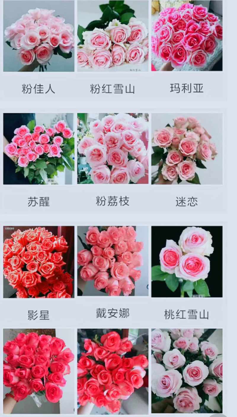 粉色玫瑰月季小苗