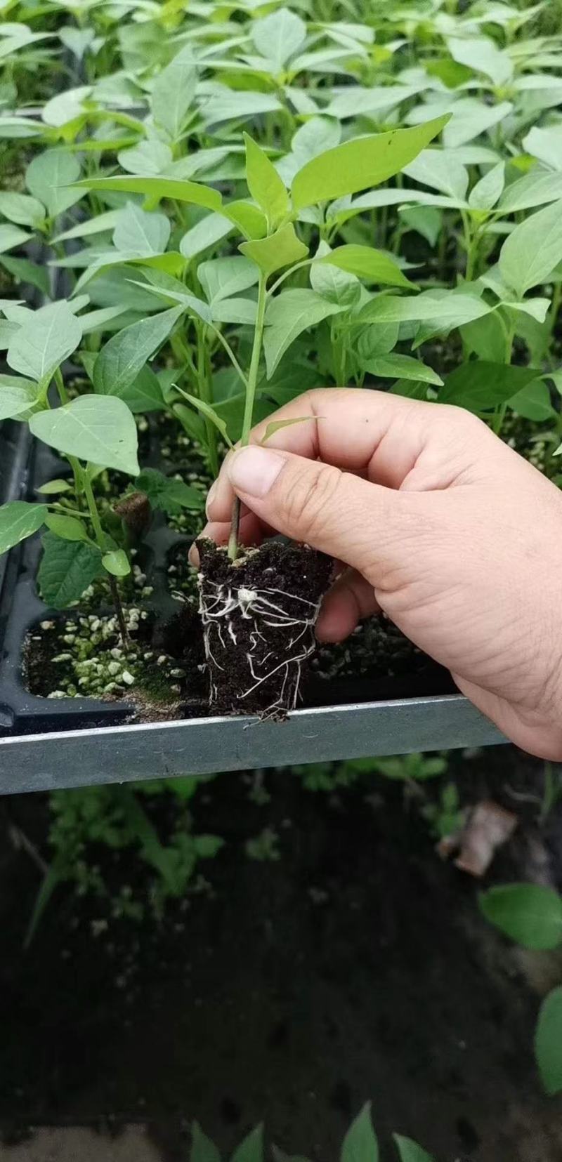 大霸朝天椒种苗，基地直供，颜色靓丽，顺直美观