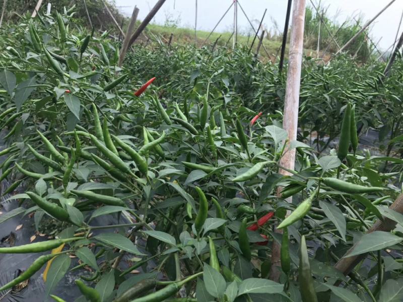 大霸朝天椒种苗，基地直供，颜色靓丽，顺直美观
