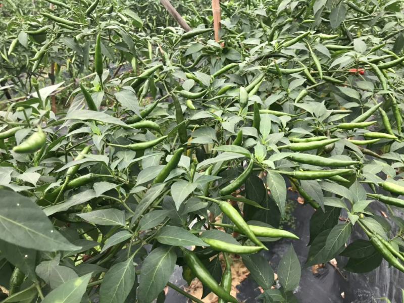 大霸朝天椒种苗，基地直供，颜色靓丽，顺直美观