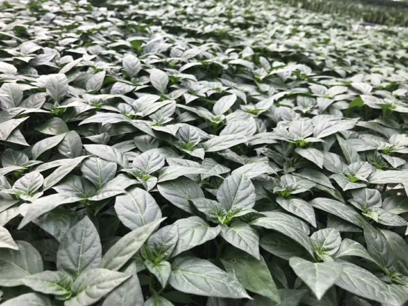 大霸朝天椒种苗，基地直供，颜色靓丽，顺直美观