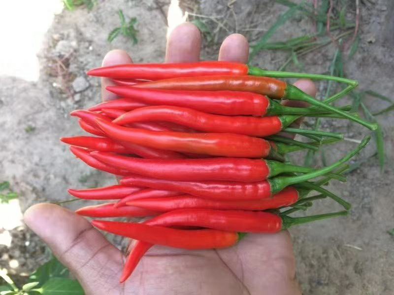 大霸朝天椒种苗，基地直供，颜色靓丽，顺直美观