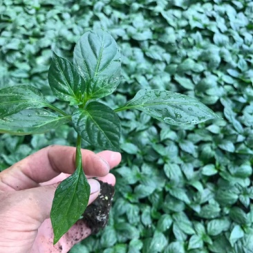 大霸朝天椒种苗，基地直供，颜色靓丽，顺直美观
