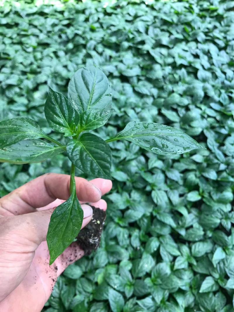 大霸朝天椒种苗，基地直供，颜色靓丽，顺直美观