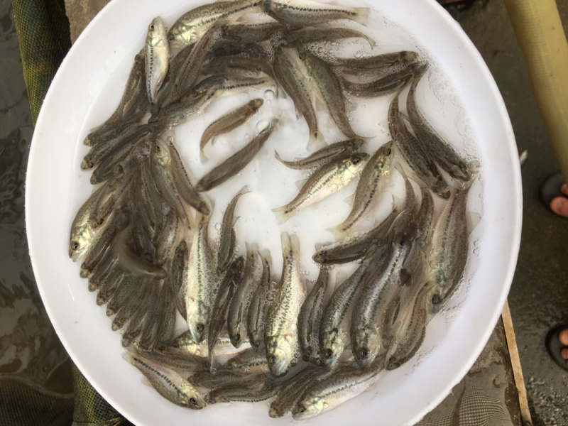 优选加洲鲈鱼苗驯化鲈鱼苗优鲈三号技术指导全国配送