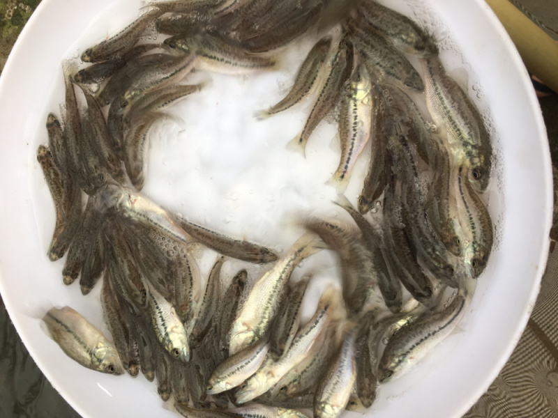 优选加洲鲈鱼苗驯化鲈鱼苗优鲈三号技术指导全国配送