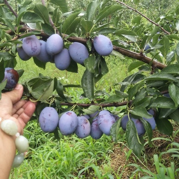 李子苗,智利太阳李子苗,蒙娜丽莎李子苗,艾丽娜李子西梅苗