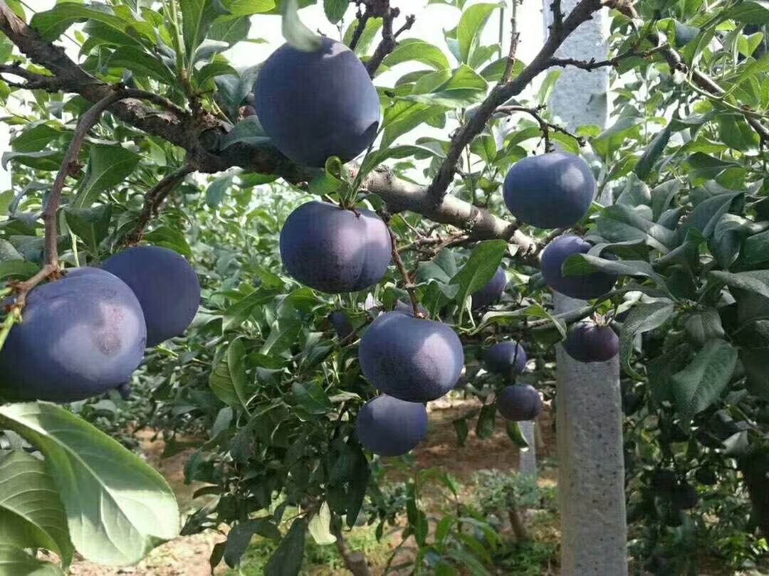 四川攀枝花标准化紫李种植基地实景:清晨采摘季,果农手工采收符合‘紫粉软香’标准的成熟紫李,果园实施物理防鸟、果实套袋及生态施肥管理,保障原料安全性与活性成分富集 农户在四川攀枝花紫李种植基地采摘成熟果实,晨露未散,枝头挂满紫红李子,背景可见规范套袋与防鸟网设施