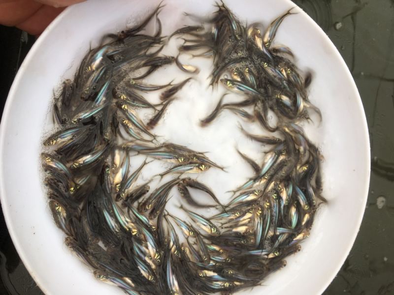 优选巴沙鱼苗越南巴沙鱼苗好养快大技术指导全国配送