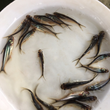 优选巴沙鱼苗越南巴沙鱼苗好养快大技术指导全国配送