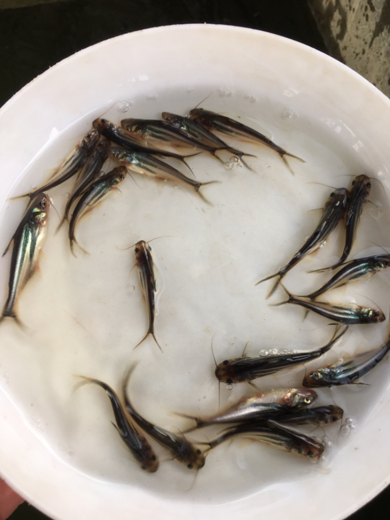 优选巴沙鱼苗越南巴沙鱼苗好养快大技术指导全国配送