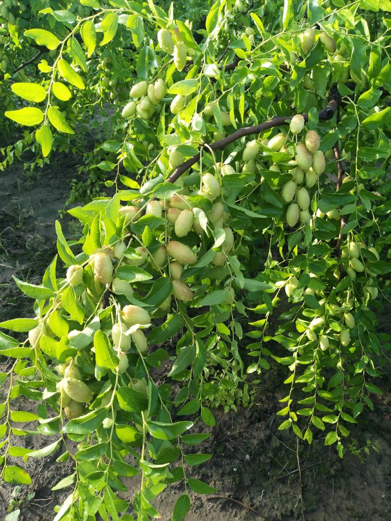 天津市静海区马牙栆马上就上市了
