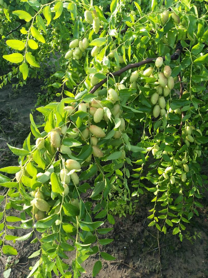 天津市静海区马牙栆马上就上市了