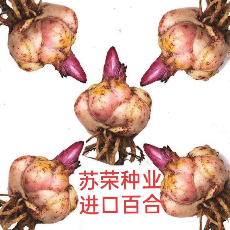 百合种球香水百合种球花卉植物大球四季开花