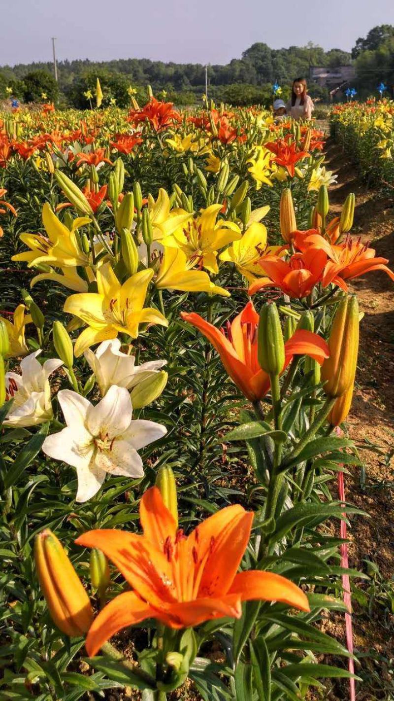 百合种球香水百合种球花卉植物大球四季开花
