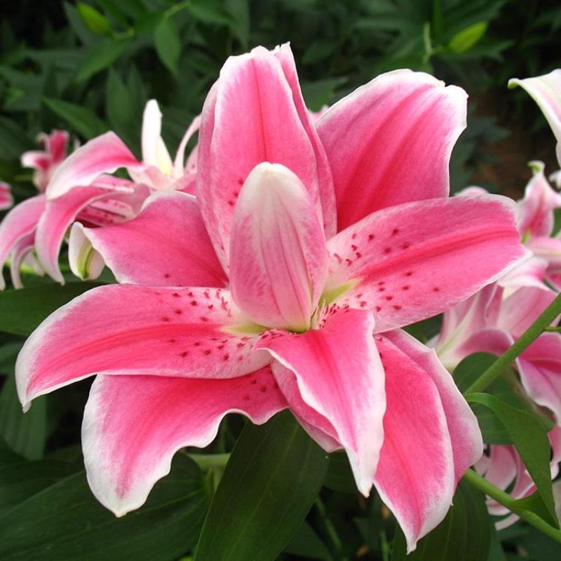 百合种球香水百合种球花卉植物大球四季开花