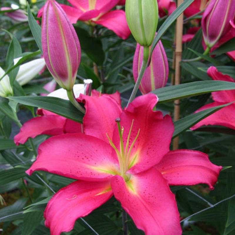 百合种球香水百合种球花卉植物大球四季开花
