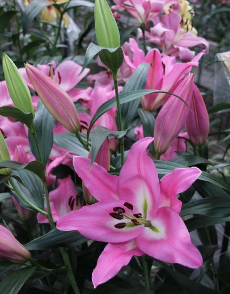 百合种球香水百合种球花卉植物大球四季开花