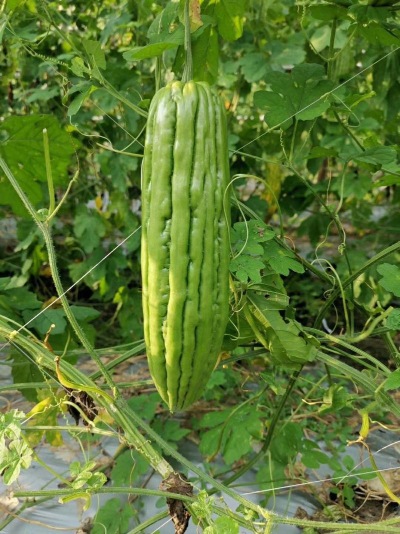 嫁接苦瓜苗（油苦瓜）成活率90%