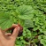 嫁接苦瓜苗（油苦瓜）成活率90%