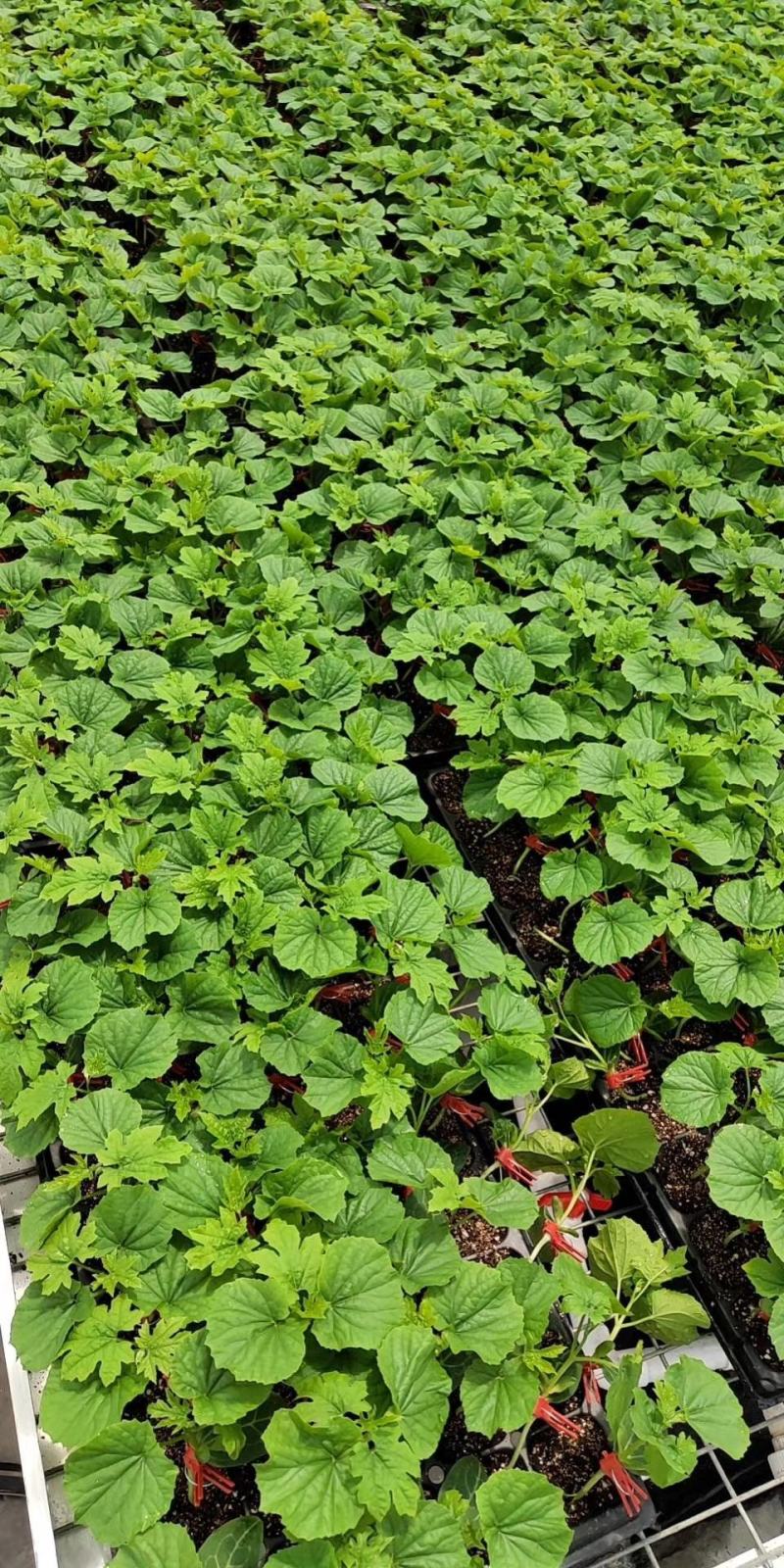 嫁接苦瓜苗（油苦瓜）成活率90%