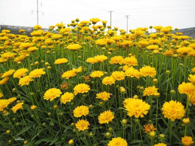 大花金鸡菊种籽多年生宿根花卉植物四季花草花海野花组合