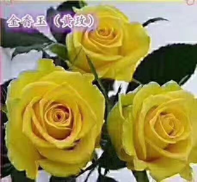 黄色月季小苗
