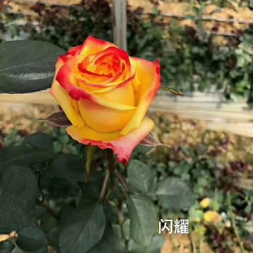 黄色月季小苗