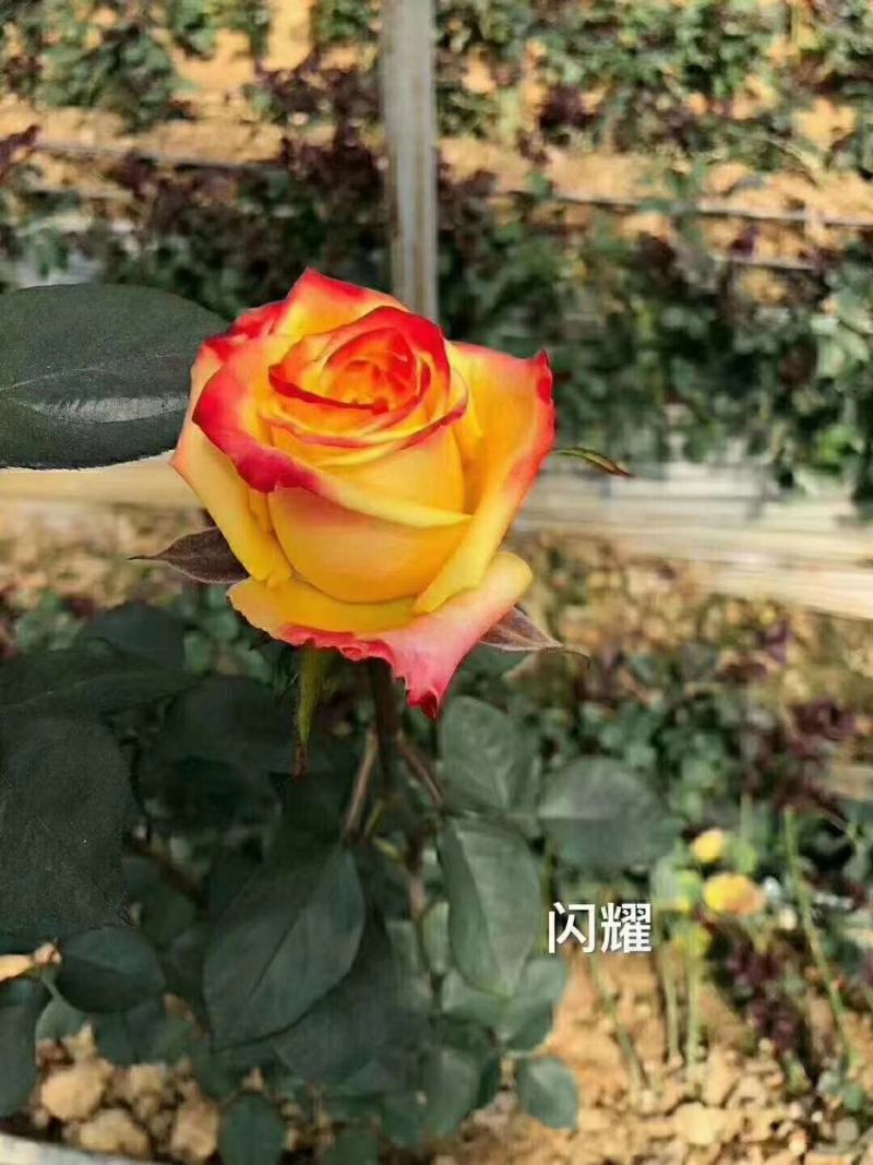 黄色月季小苗
