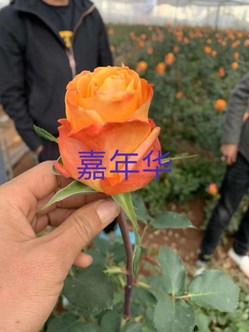 黄色月季小苗