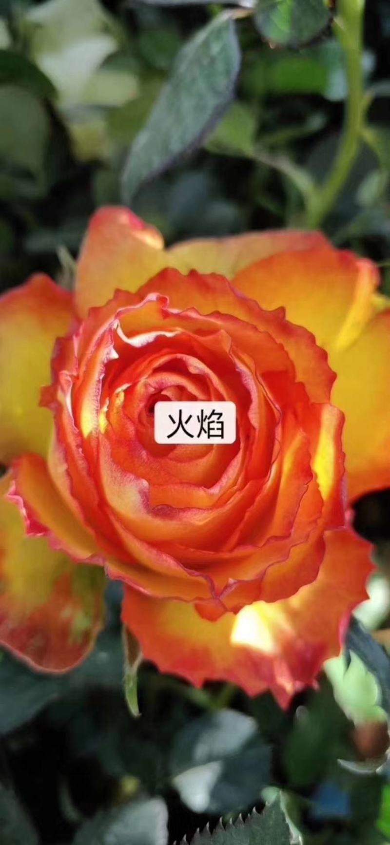 黄色月季小苗
