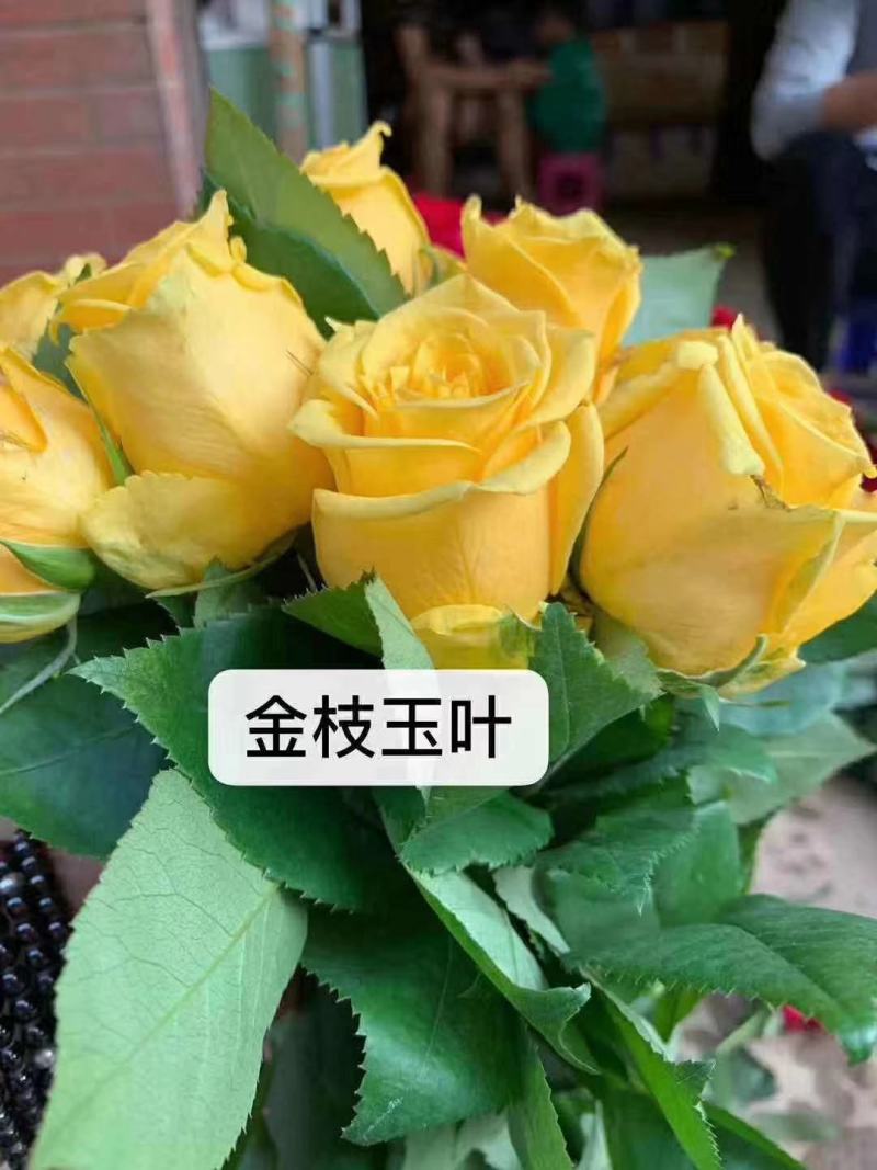 黄色月季小苗