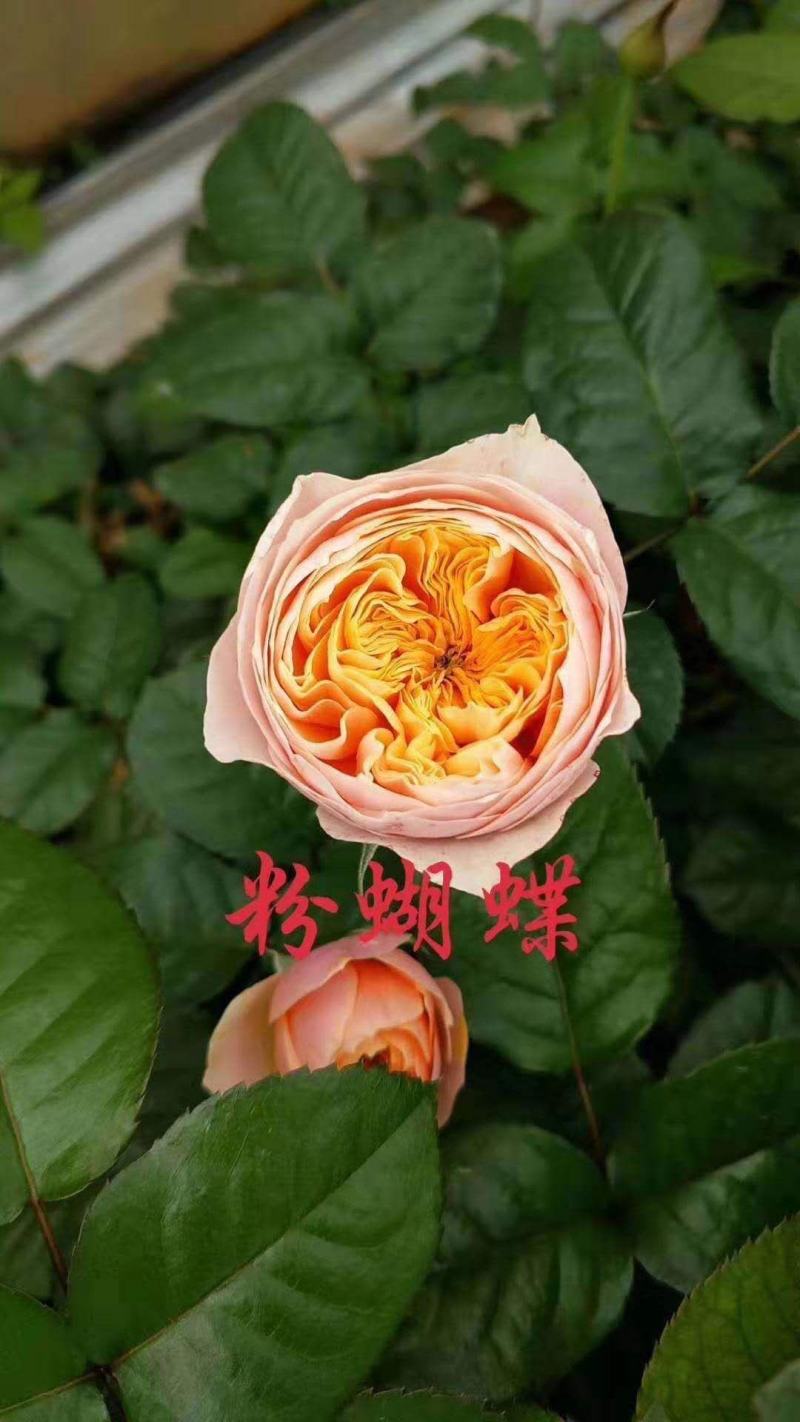 黄色月季小苗