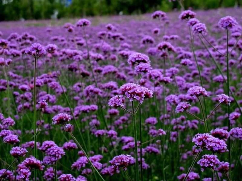 柳叶马鞭草籽多年生花草花种子四季室外景观花海庭院