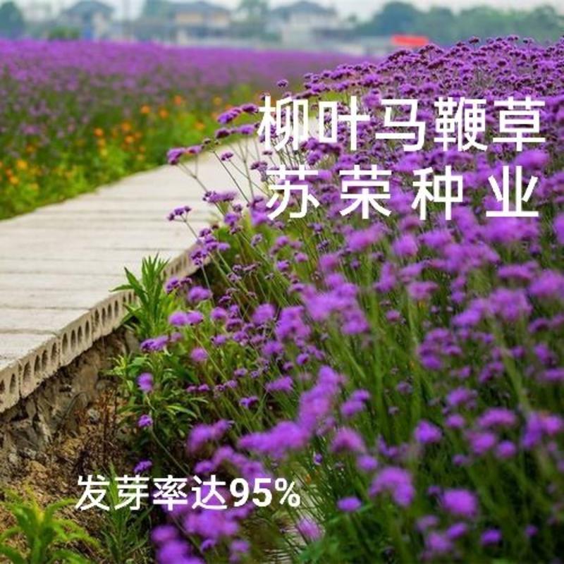 柳叶马鞭草籽多年生花草花种子四季室外景观花海庭院