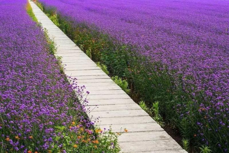 柳叶马鞭草籽多年生花草花种子四季室外景观花海庭院