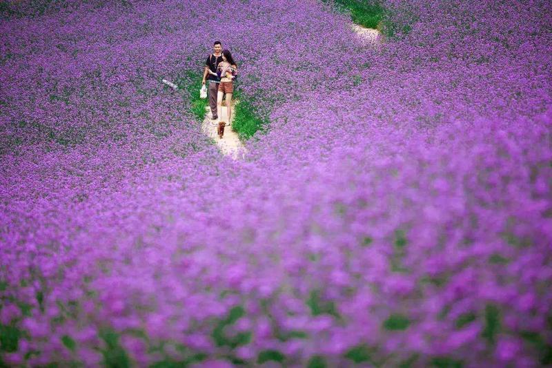 柳叶马鞭草籽多年生花草花种子四季室外景观花海庭院