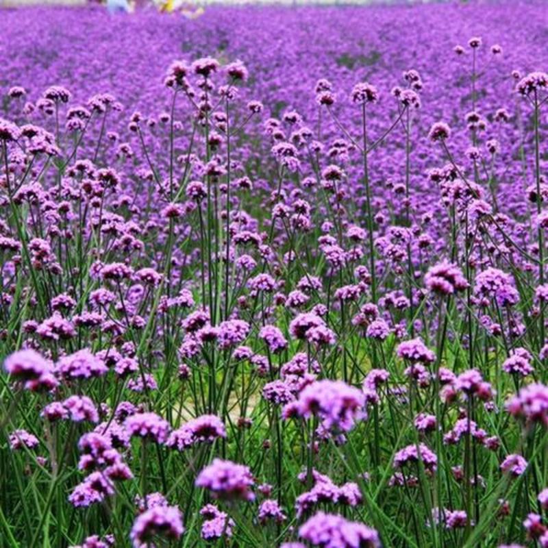 柳叶马鞭草籽多年生花草花种子四季室外景观花海庭院