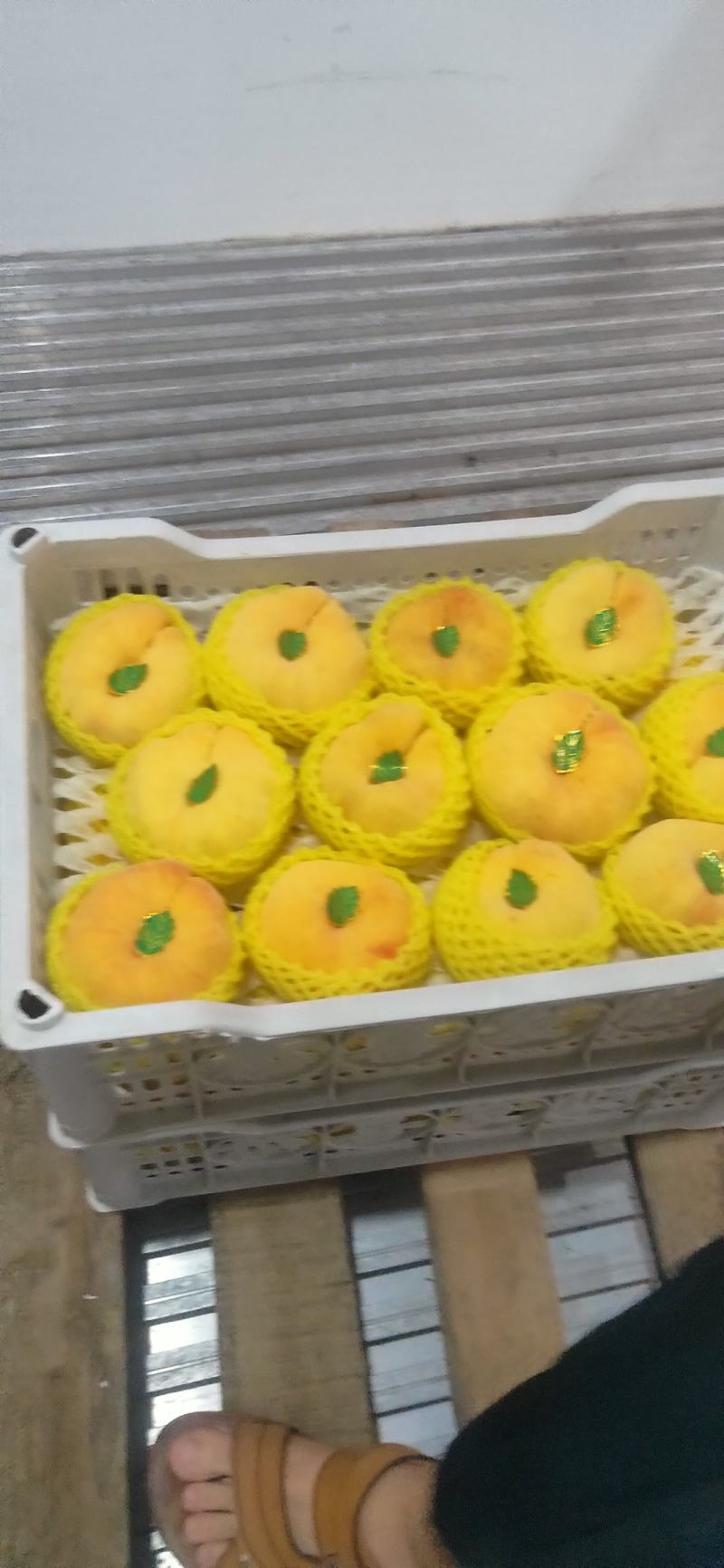 纸袋黄蟠桃，中蟠十一中蟠十一，黄蟠桃批发价格，黄蟠桃产地