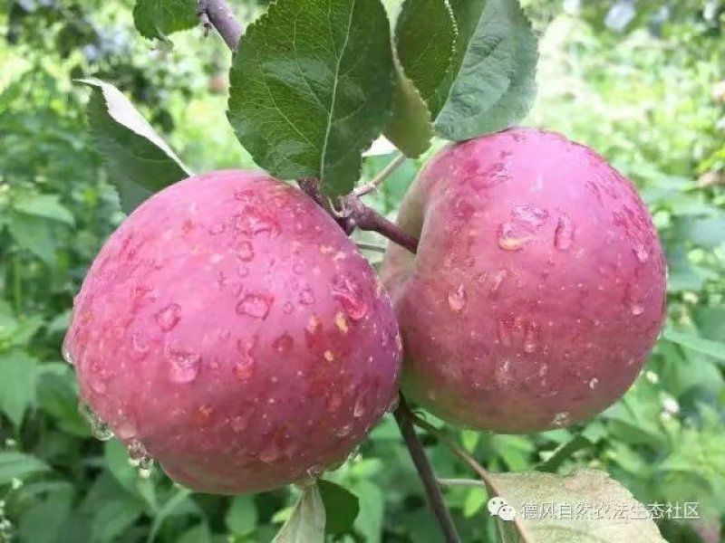 冰糖心苹果好吃不上火受消费者喜欢支持一件代发