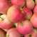 【美八苹果】新鲜上市。品种齐全。果园现摘。货源充足
