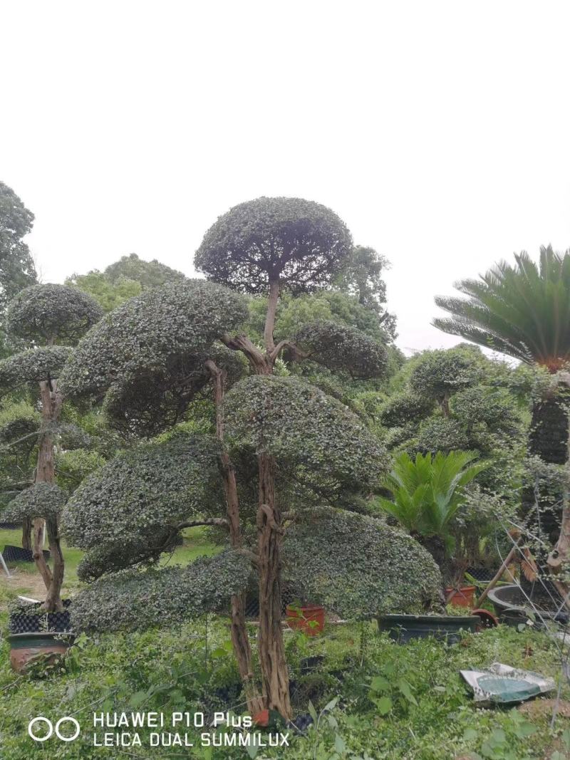 日本冬青（造型树，假植苗）