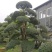日本冬青（造型树，假植苗）