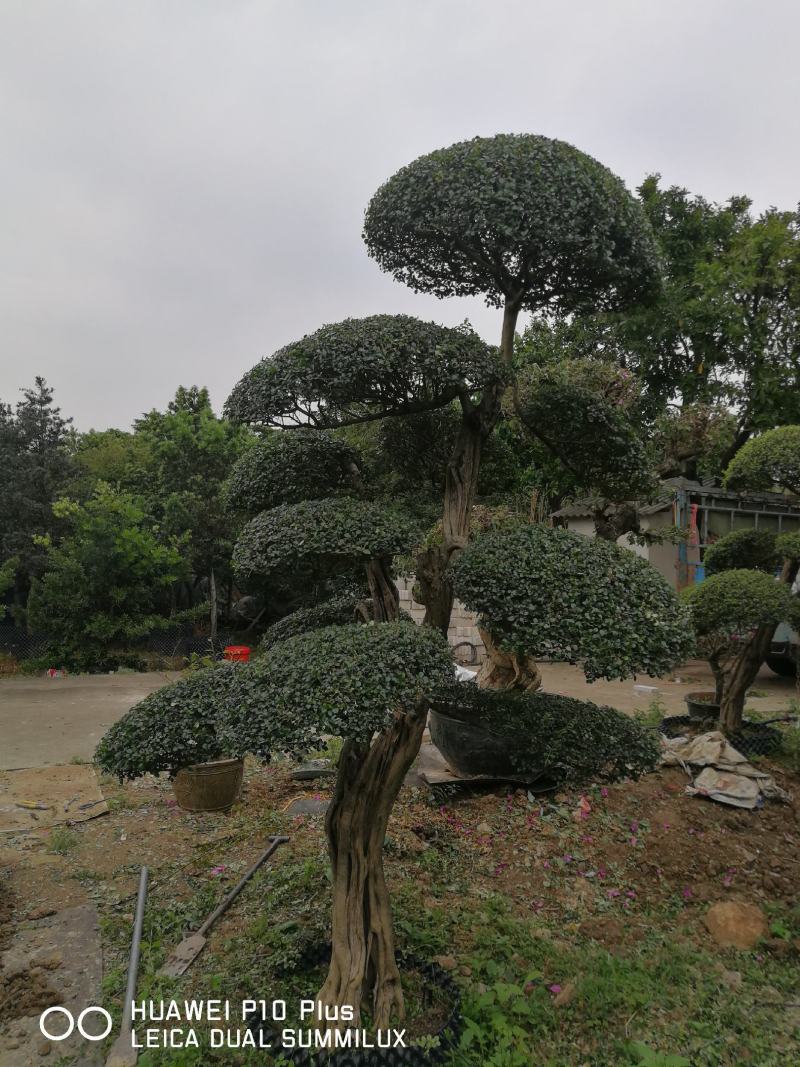 日本冬青（造型树，假植苗）