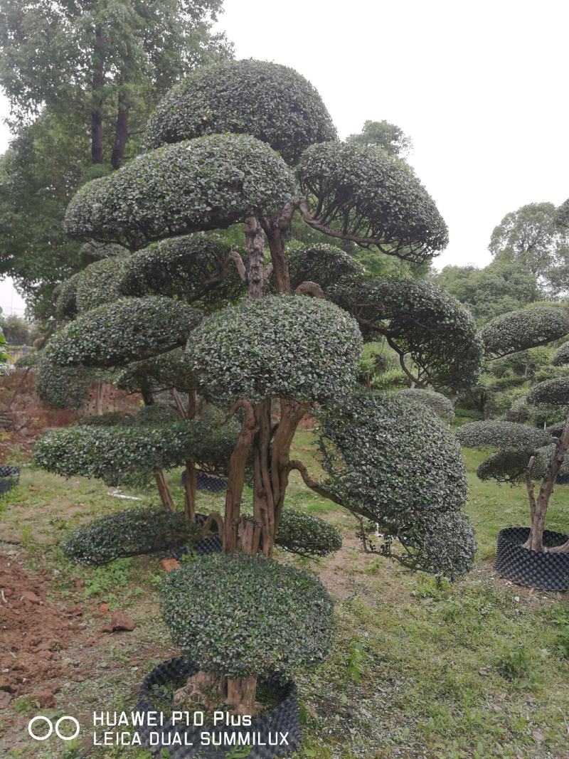 日本冬青（造型树，假植苗）