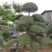 日本冬青（造型树，假植苗）
