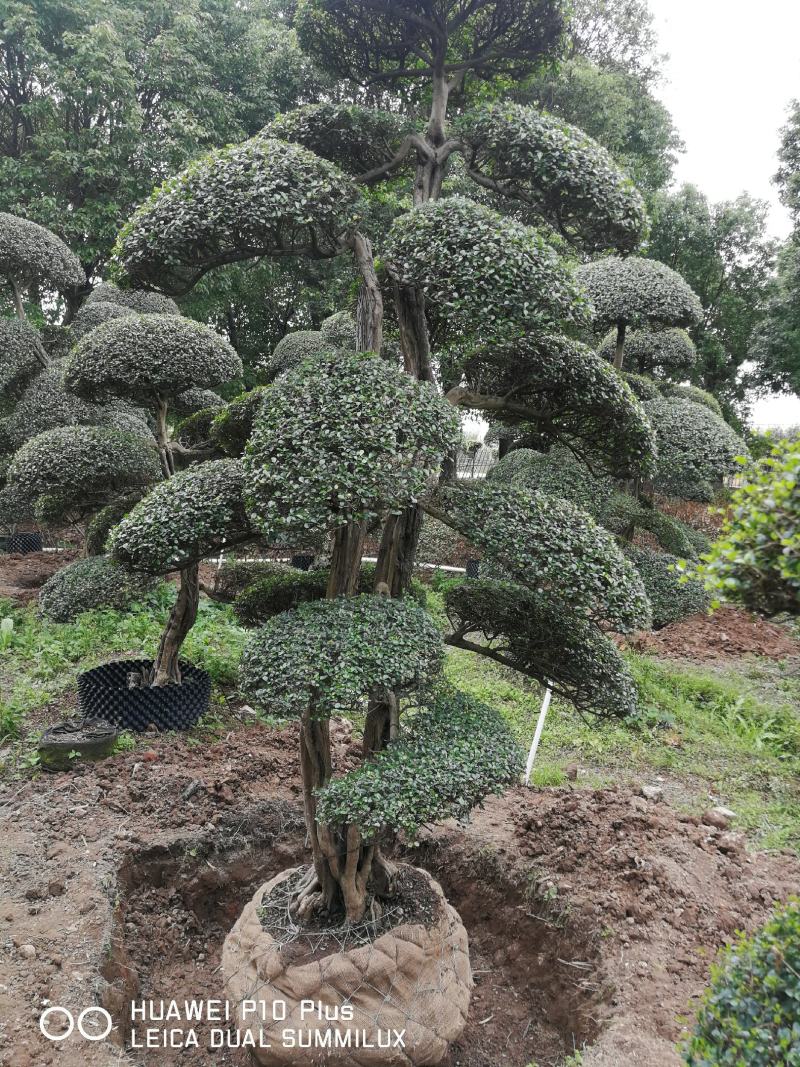 日本冬青（造型树，假植苗）