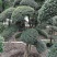 日本冬青（造型树，假植苗）