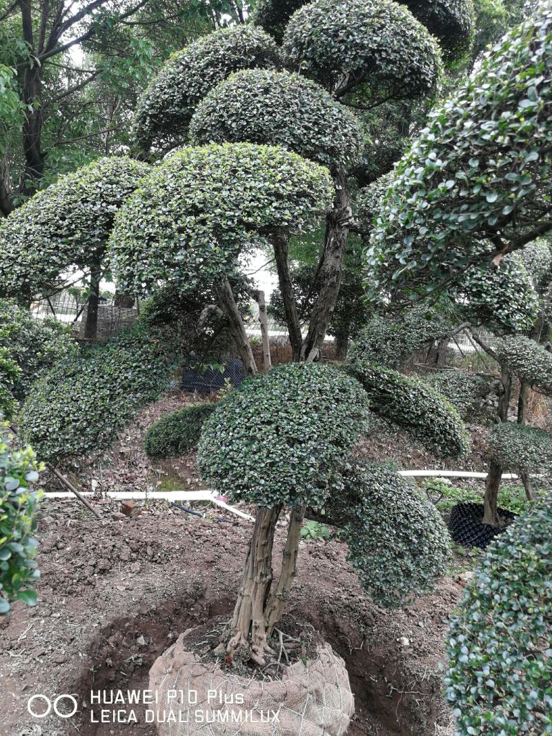 日本冬青（造型树，假植苗）